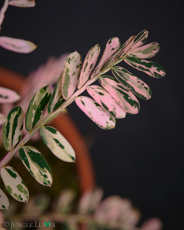 Phyllanthus urinaria 'Variegata'