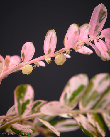 Phyllanthus urinaria 'Variegata'