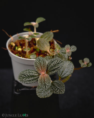 Pilea repens