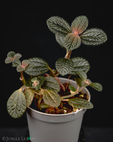 Pilea repens