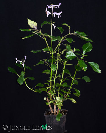 Plectranthus hilliardiae
