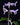 Plectranthus hilliardiae