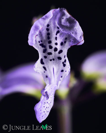 Plectranthus hilliardiae