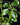 Plectranthus hilliardiae