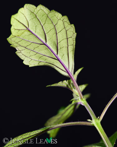 Plectranthus hilliardiae