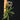 Schoenorchis secundiflora