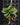 Schoenorchis seidenfadenii