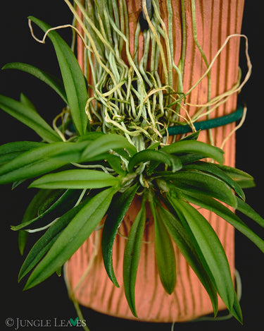 Zygostates apiculata