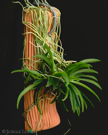 Zygostates apiculata