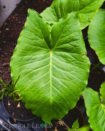 Sauromatum giganteum leaf1