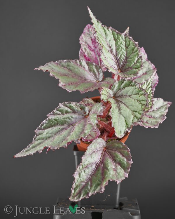 Begonia rex-cultorum hybrid 2 - Jungle Leaves