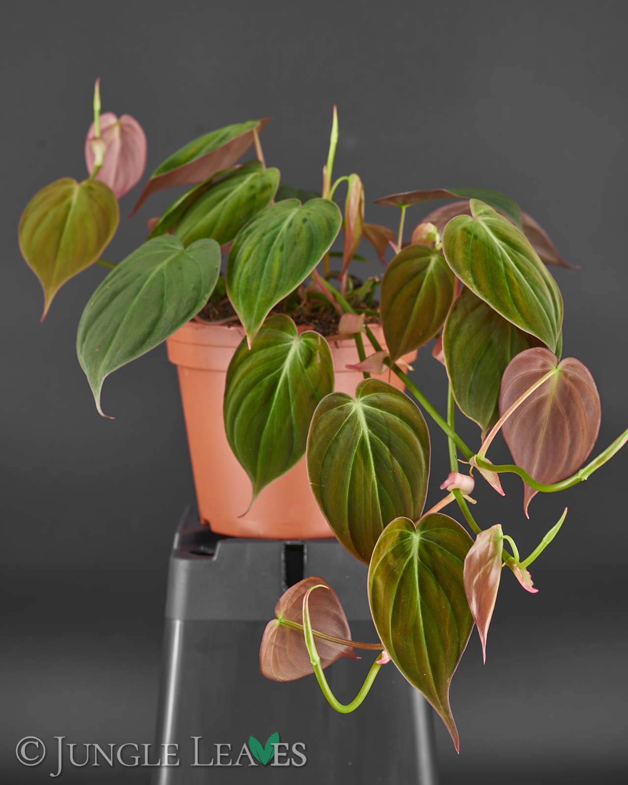 philodendron hederaceum var. hederaceum (micans)