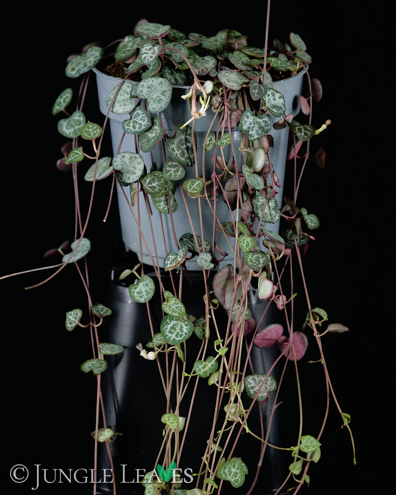 ceropegia woodii (string of hearts)