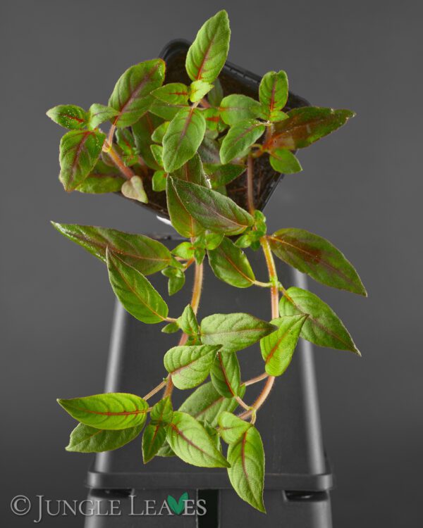 Terrarium plant Gesneriad Paradrymonia campostyla Rare 
