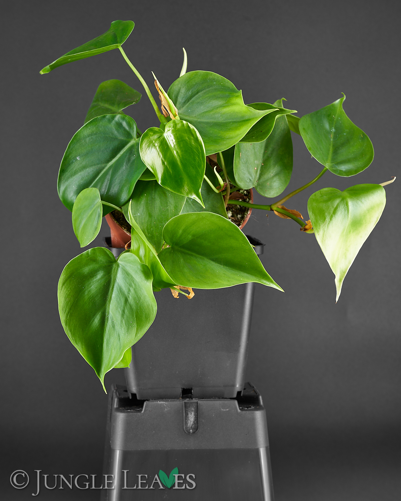 Philodendron scandens Indoor Tree from Botanicly Height: 120 cm Climbing Philodendron 