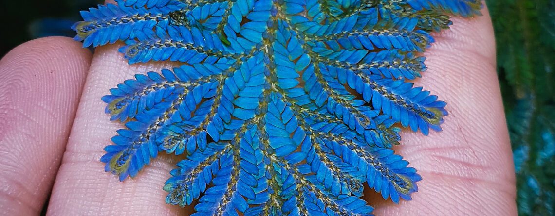 The secret of the blue leaves - iridescence and structural colors in plants  - Jungle Leaves