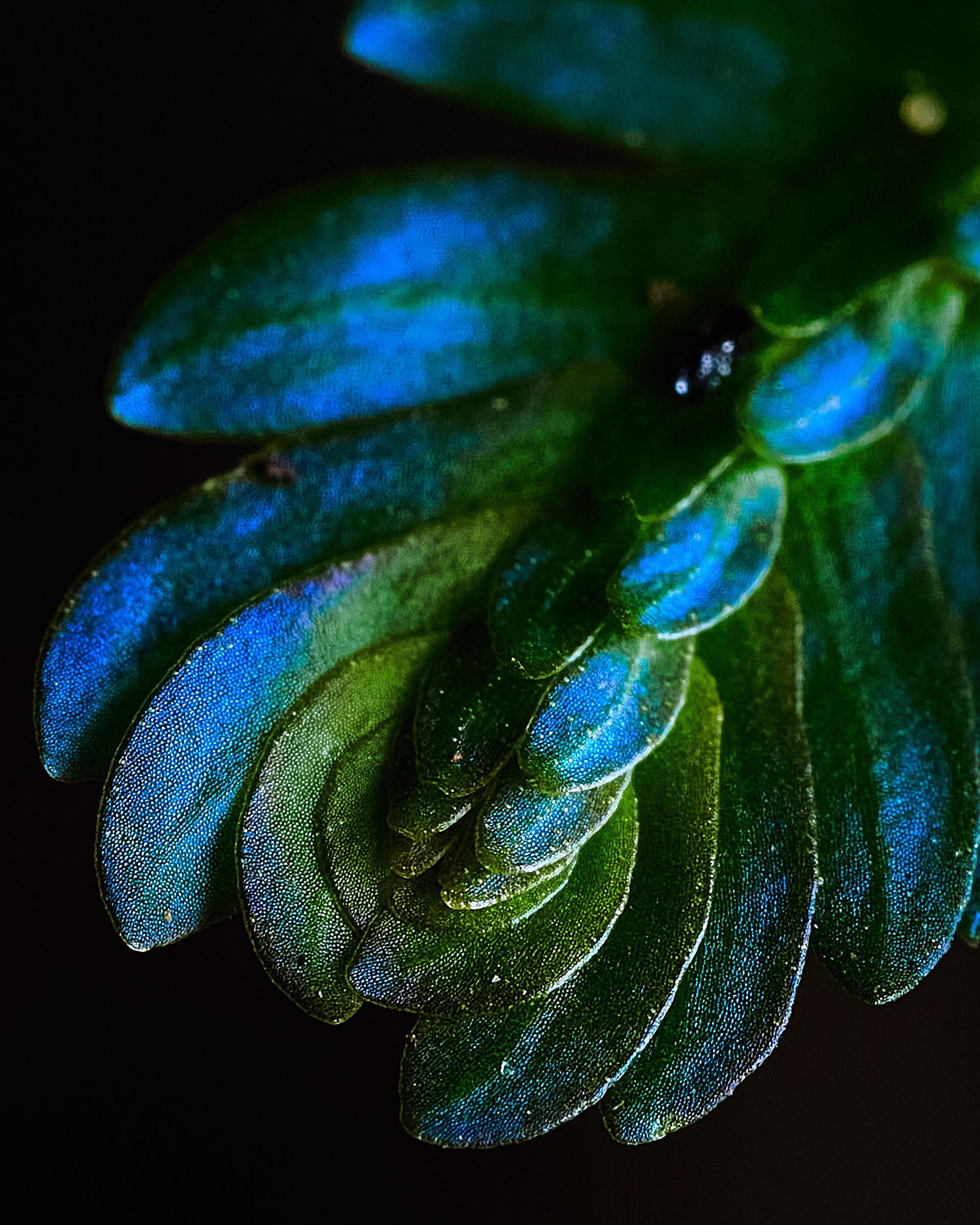 Selaginella willdenowii, Detail