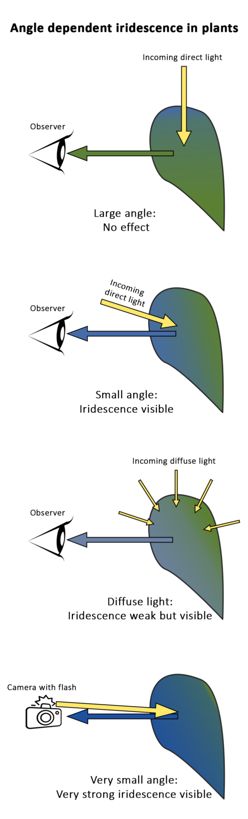 Visible iridescence in plants is usually highly dependent on light conditions. With direct light, the angle from which the light comes must be as small as possible in relation to the observer (eye or camera) in order to see iridescence. In diffuse light, the eye can see a faint iridescence from a bigger angle. Iridescence is strongest in a camera with a flash because the angle is small and the stray light is low.