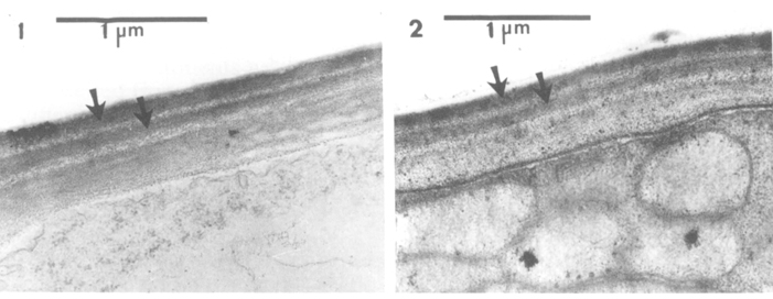Mikroskopische Aufnahmen von Selaginella-Blättern. Aus Hébant und Lee (1986, verändert). 1. Querschnitt durch die äußere Zellwand der oberen Epidermis eines blauen Blattes von S. willdenowii im Transmissionselektronenmikroskop (TEM), die beiden Lamellen sind durch Pfeile gekennzeichnet. 2. TEM-Aufnahme von S. uncinata; Querschnitt durch die äußere Zellwand der oberen Epidermis eines eines blauen Blattes; die beiden Lamellen sind durch Pfeile gekennzeichnet.