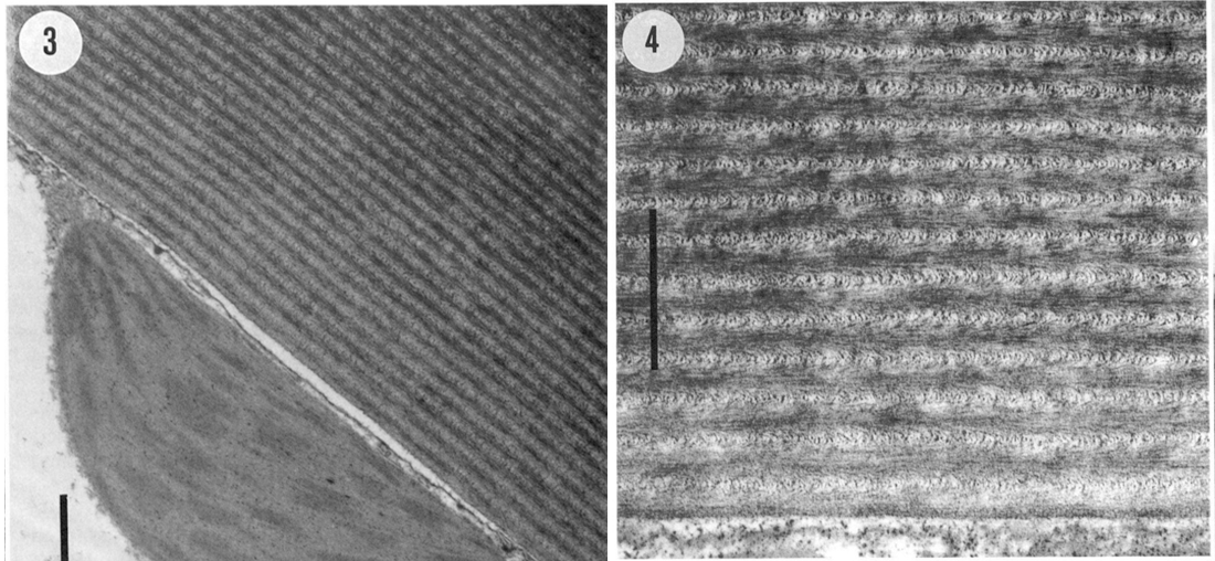 Adaxiale Epidermis Wand mit zugehörigem Chloroplasten, aus jungem Blatt von Danaea nodosa im TEM. Aus Graham, Lee und Norstog (1993, verändert). Querschnitt eines Blattes, mit an der adaxialen Wand angehefteten Chloroplasten. Im Chloroplasten sind eng gestapelte Thylakoidmembranen zu sehen.