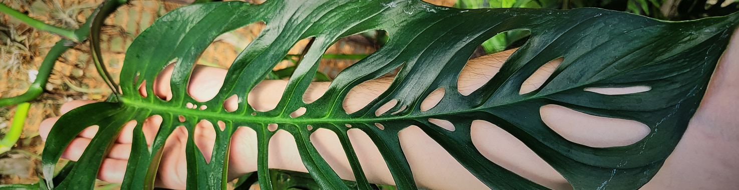 Monstera, Philodendron & Co.