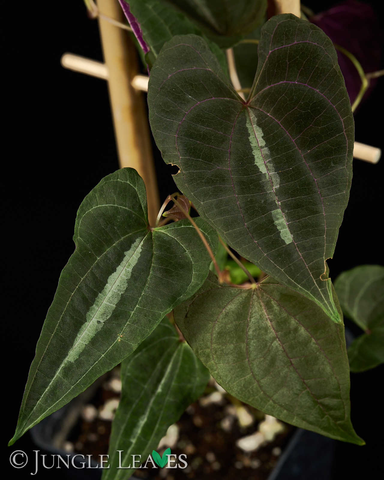dioscorea discolor (dioscorea dodecaneura) 39,99€ - jungle leaves
