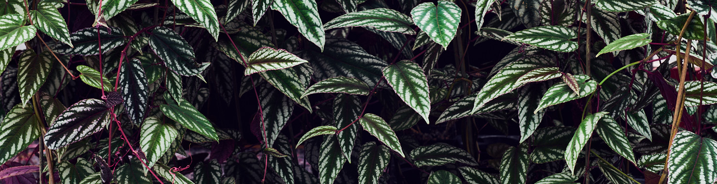 Trailing & climbing plants