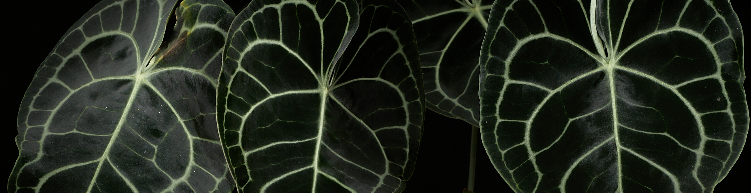 Anthurium