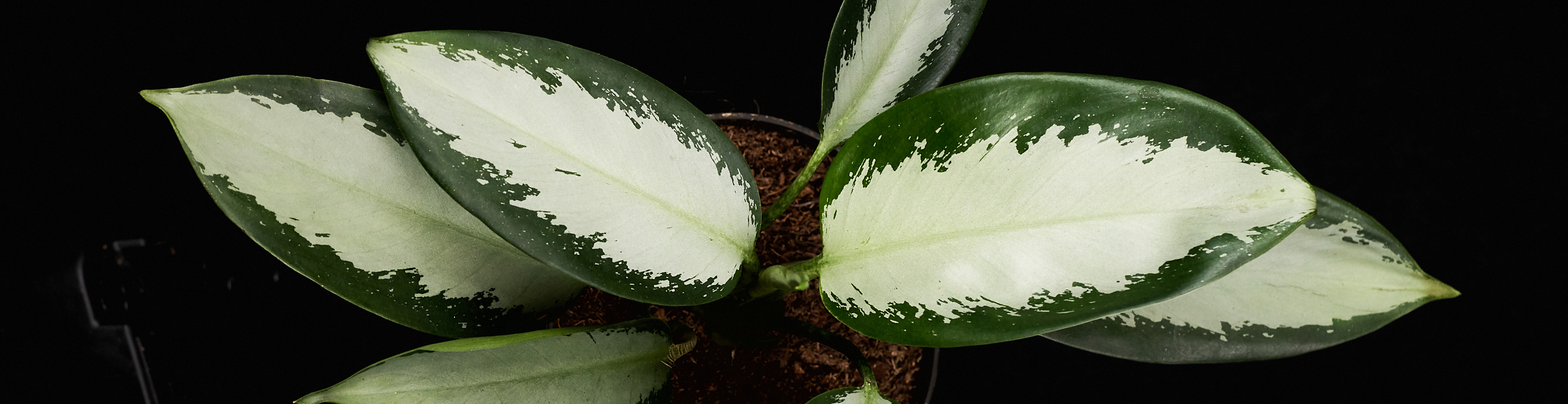 Aglaonema & Spathiphyllum