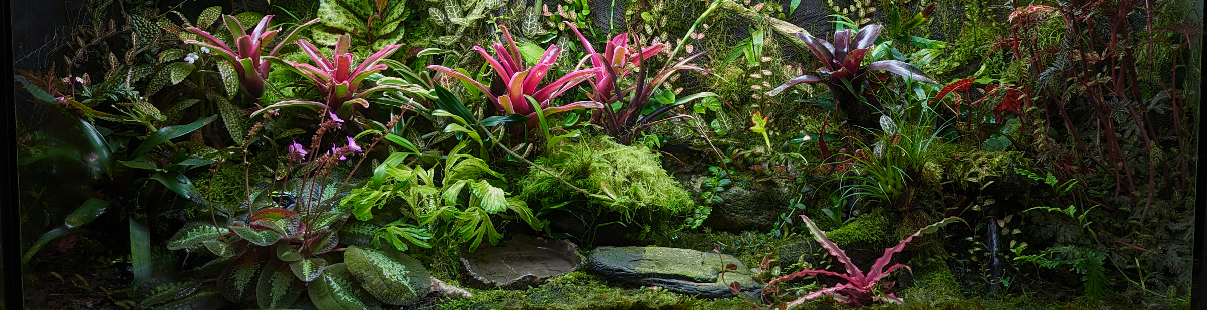 Terrarium plants